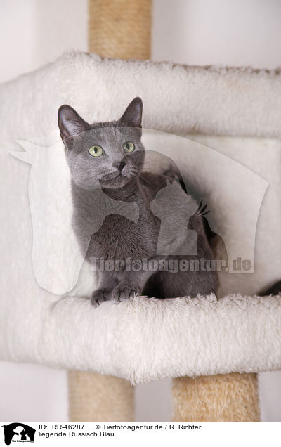 liegende Russisch Blau / lying Russian blue / RR-46287