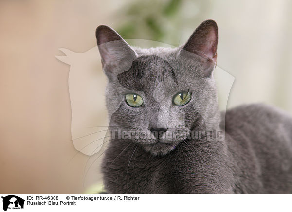 Russisch Blau Portrait / Russian blue portrait / RR-46308