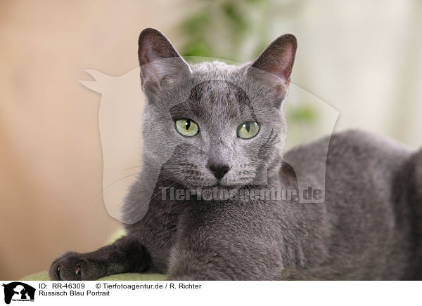 Russisch Blau Portrait / Russian blue portrait / RR-46309