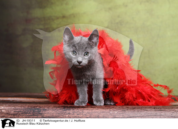 Russisch Blau Ktzchen / Russian blue kitten / JH-19311