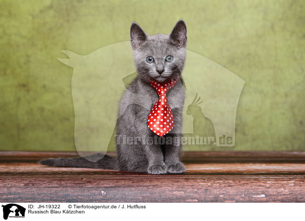 Russisch Blau Ktzchen / JH-19322