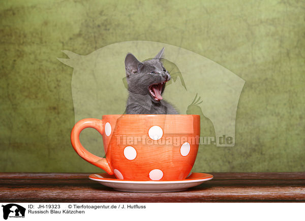 Russisch Blau Ktzchen / Russian blue kitten / JH-19323