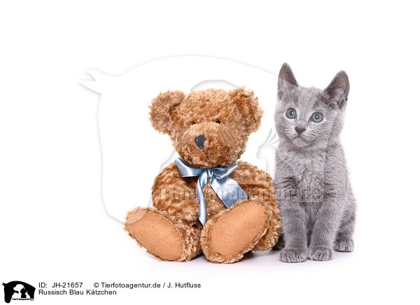 Russisch Blau Ktzchen / Russian Blue Kitten / JH-21657