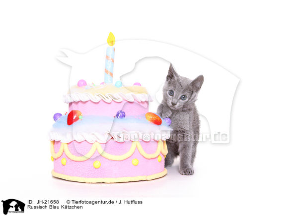 Russisch Blau Ktzchen / Russian Blue Kitten / JH-21658