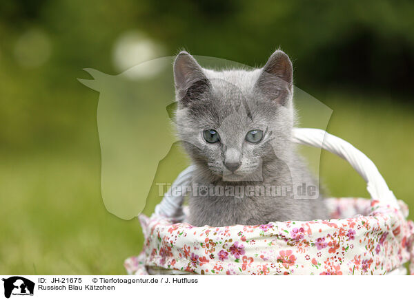Russisch Blau K�tzchen / JH-21675