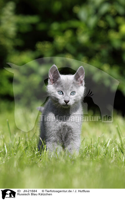 Russisch Blau K�tzchen / JH-21684