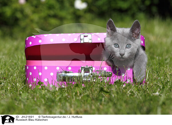 Russisch Blau Ktzchen / Russian Blue Kitten / JH-21691