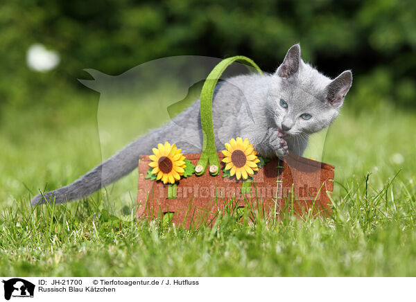 Russisch Blau Ktzchen / Russian Blue Kitten / JH-21700