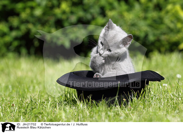 Russisch Blau Ktzchen / Russian Blue Kitten / JH-21702