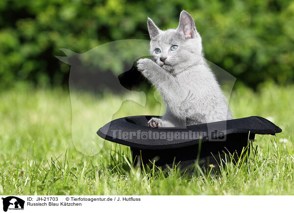 Russisch Blau Ktzchen / Russian Blue Kitten / JH-21703