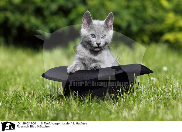 Russisch Blau Ktzchen / Russian Blue Kitten / JH-21706