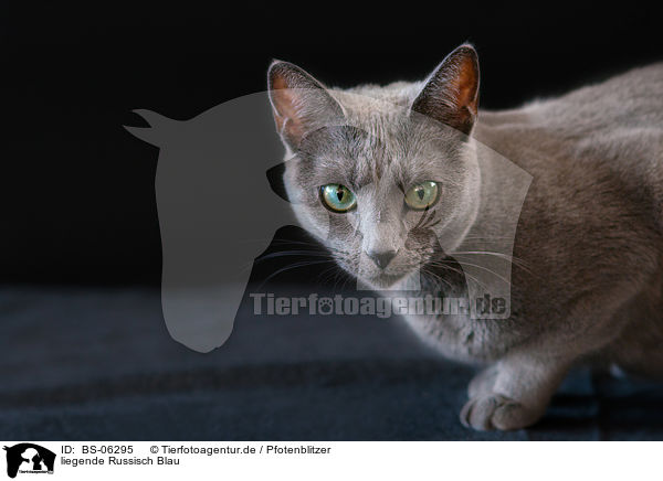 liegende Russisch Blau / lying Russian Blue / BS-06295