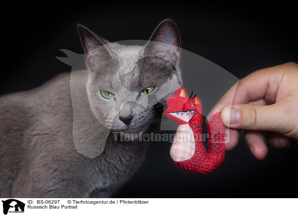 Russisch Blau Portrait / Russian Blue Portrait / BS-06297