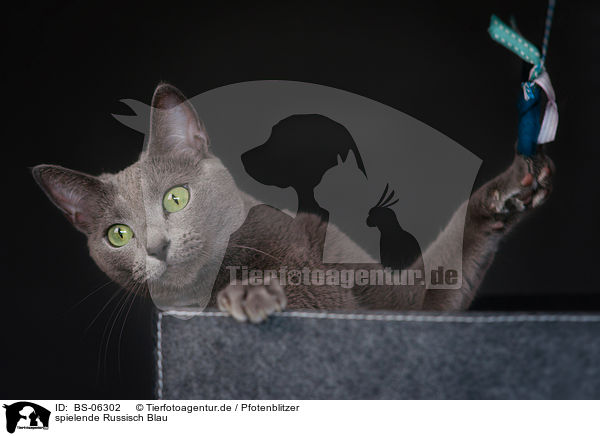 spielende Russisch Blau / BS-06302