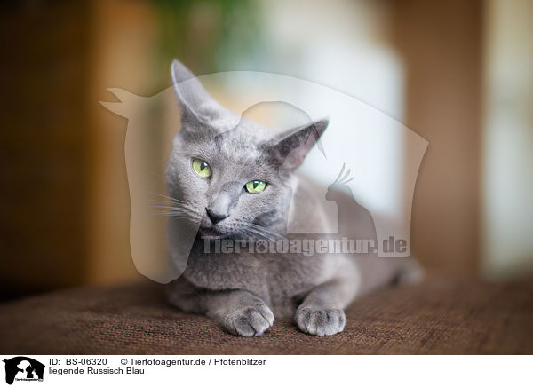 liegende Russisch Blau / BS-06320