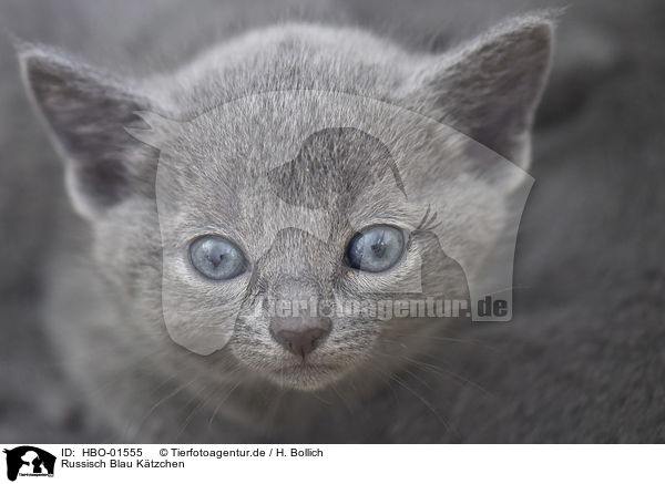 Russisch Blau Ktzchen / Russian blue kitten / HBO-01555