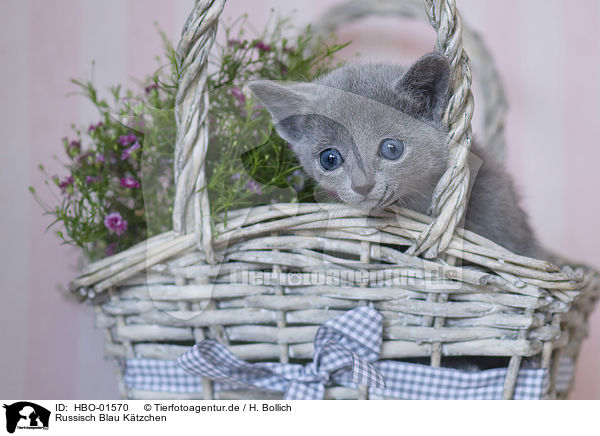 Russisch Blau Ktzchen / Russian blue kitten / HBO-01570