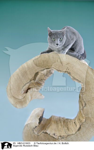 liegende Russisch Blau / lying Russian blue / HBO-01803