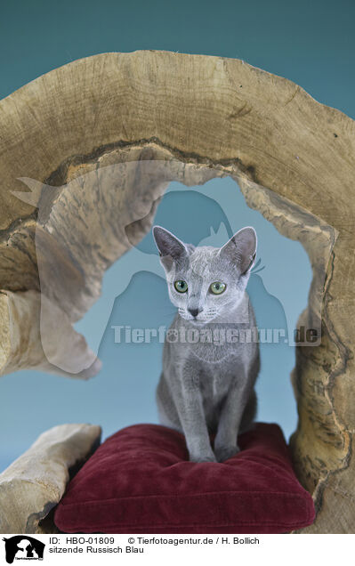 sitzende Russisch Blau / sitting Russian blue / HBO-01809