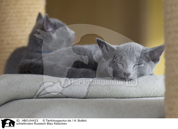 schlafendes Russisch Blau Ktzchen / sleeping russian blue kitten / HBO-04423