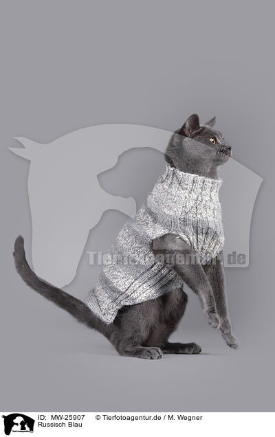 Russisch Blau / Russian Blue / MW-25907