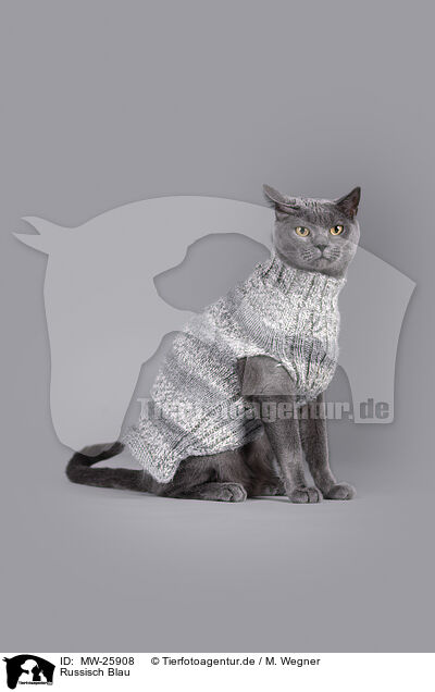 Russisch Blau / Russian Blue / MW-25908