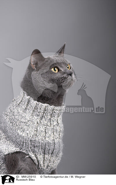 Russisch Blau / Russian Blue / MW-25910