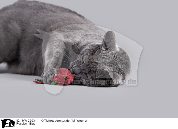 Russisch Blau / MW-25931