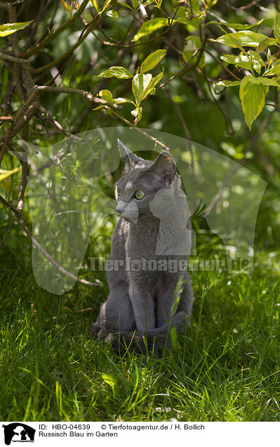 Russisch Blau im Garten / Russisch Blau in the garden / HBO-04639