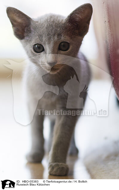 Russisch Blau Ktzchen / Russian blue kitten / HBO-05383