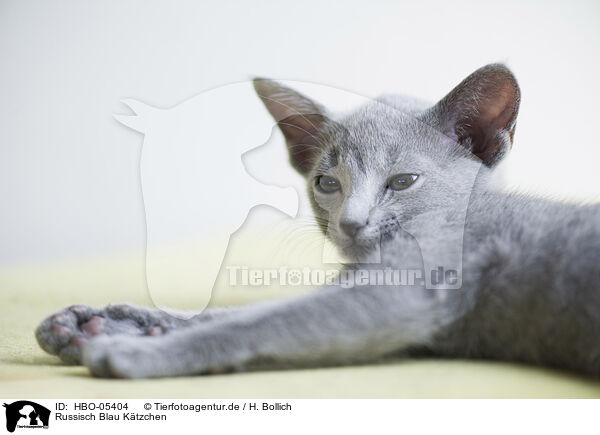 Russisch Blau Ktzchen / Russian blue kitten / HBO-05404