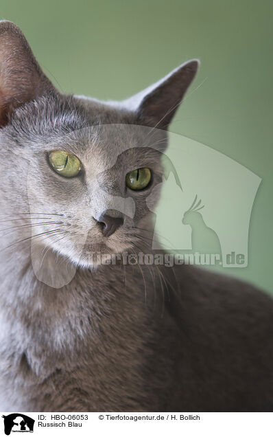 Russisch Blau / Russian blue / HBO-06053