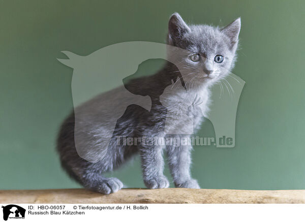 Russisch Blau Ktzchen / Russian blue kitten / HBO-06057