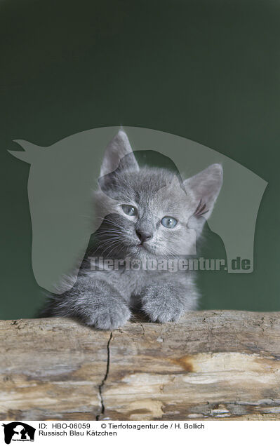 Russisch Blau Ktzchen / Russian blue kitten / HBO-06059