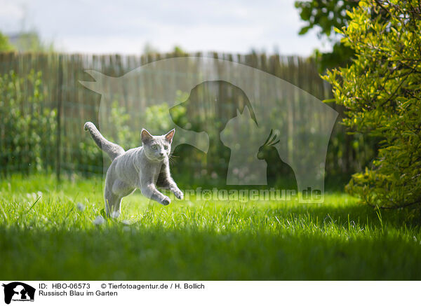 Russisch Blau im Garten / Russian blue in the garden / HBO-06573