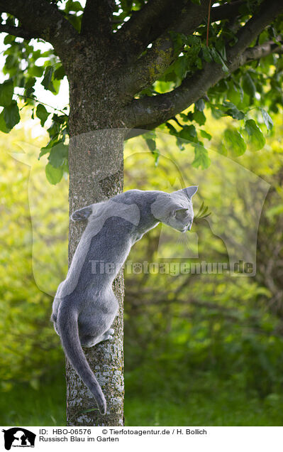 Russisch Blau im Garten / Russian blue in the garden / HBO-06576