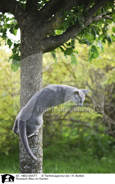 Russisch Blau im Garten / Russian blue in the garden / HBO-06577