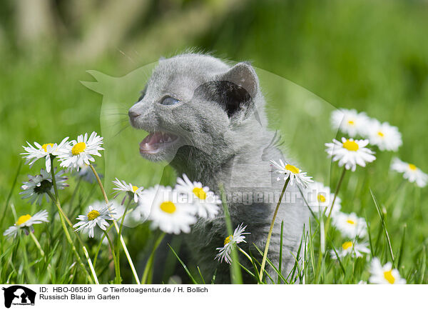 Russisch Blau im Garten / Russian blue in the garden / HBO-06580