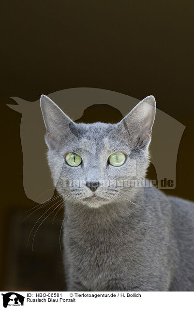 Russisch Blau Portrait / Russian blue portrait / HBO-06581