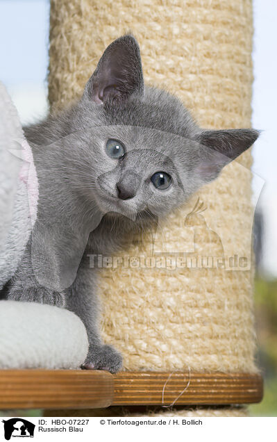 Russisch Blau / Russian blue / HBO-07227