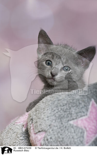 Russisch Blau / Russian blue / HBO-07229