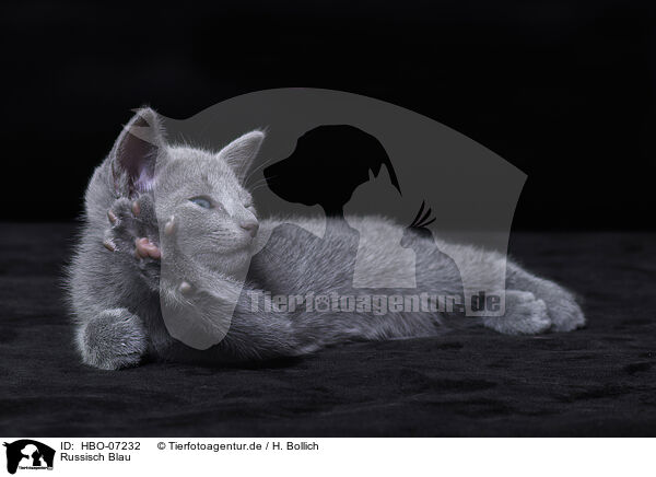 Russisch Blau / Russian blue / HBO-07232