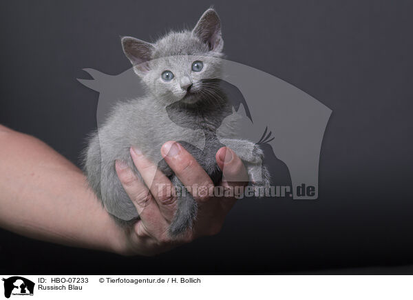 Russisch Blau / Russian blue / HBO-07233