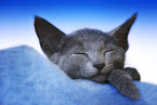 schlafendes Russisch Blau Kätzchen