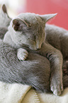 schlafendes Russisch Blau Kätzchen
