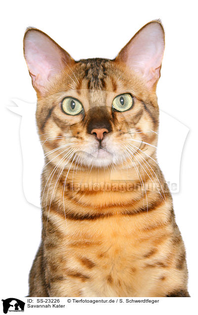 Savannah Kater / Savannah tomcat / SS-23226