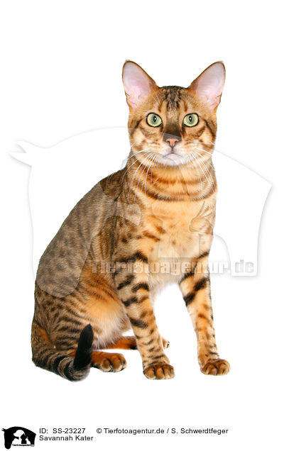 Savannah Kater / Savannah tomcat / SS-23227