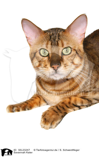 Savannah Kater / Savannah tomcat / SS-23247