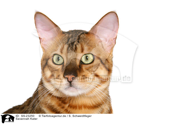 Savannah Kater / Savannah tomcat / SS-23250