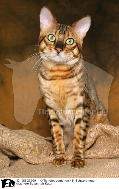Savannah Kater / Savannah tomcat / SS-23260